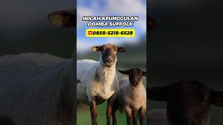 Inilah Keunggulan Domba Suffolk #sheep #dombasuffolk