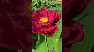 A very graceful unfolding of lotus petals. 😍|#lotusflower #love #beautiful #trending