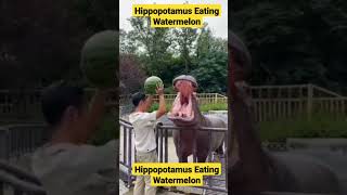 Hippopotamus Eating Watermelon