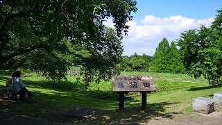 4K.大宮第二公園の紫陽花.Shot video of hydrangea in a nearby park