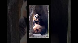 闭园三天了，姨姨们想念福猪猪啦，又一首福宝专属歌《你不孤单》 #panda #大熊猫 #cute #animals