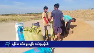 ရခိုင်မှာ စပါးစျေးကျပြီး ဝယ်သူနည်းပါး  - DVB News