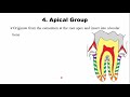 periodontal ligaments principal and gingival fibers