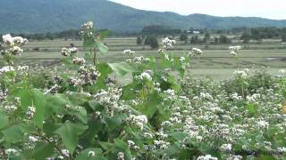 北海道 幌加内のそば畑／Hokkaido Horokanai buckwheat field