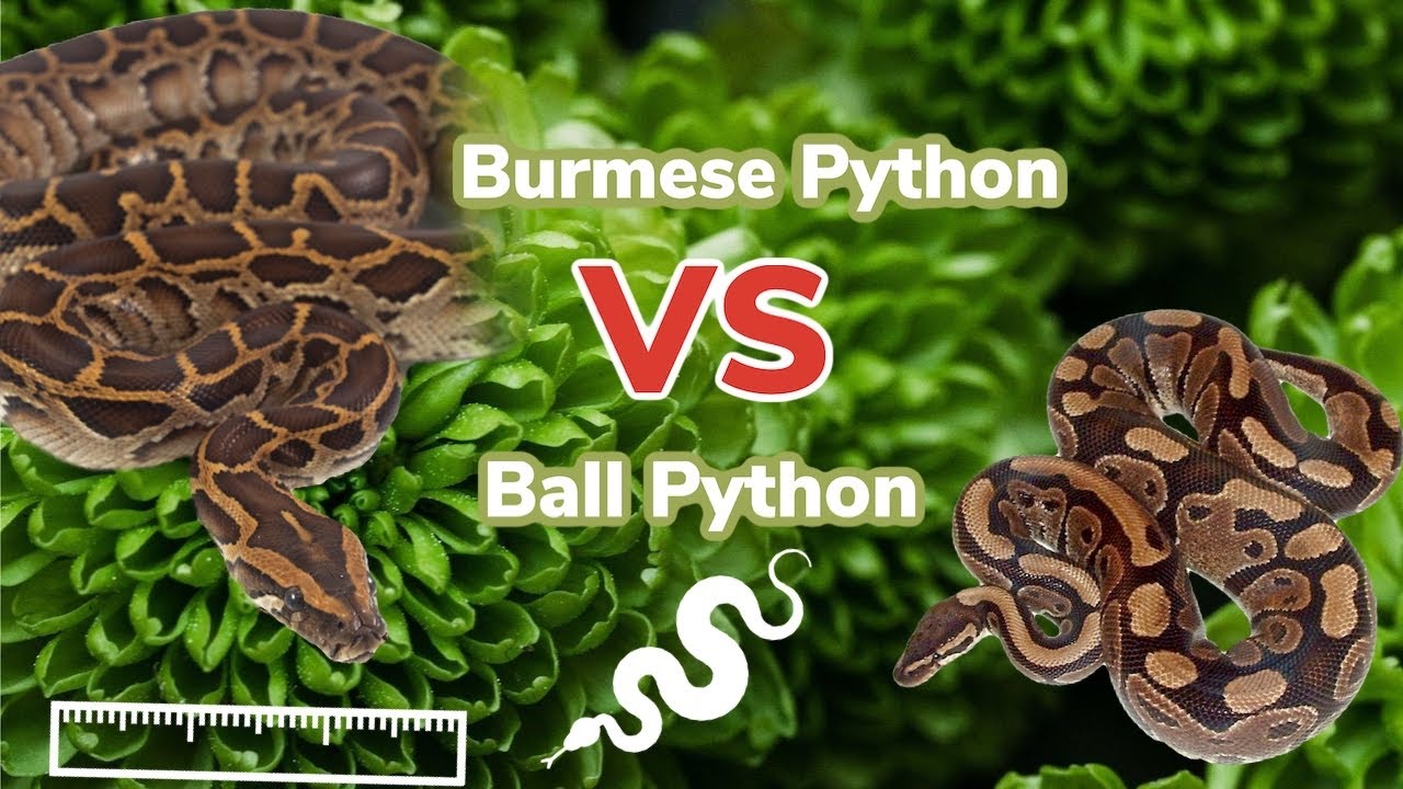 Burmese Python Vs Ball Python: Get To Know Which Is Right For You