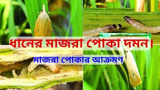 মাজরা পোকা দমনের উপায়, মাজরা পোকার ঔষধ , Dhaner majra poka