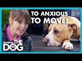 American Bulldog is too Scared to Move! | It’s Me or The Dog