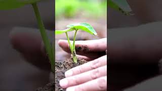 Beautiful tree Plantation💖💖💖 ।। Natural Tree ।। Funny Moments Tree Plantation ।। Alamin Dipu Vlogs