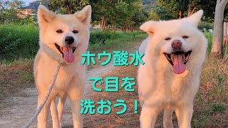 ホウ酸水で秋田犬の目の洗い方を説明します(*^^*)