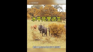 面對一群兇猛的獅子，沒想到最後水牛卻能死裡逃生！ #動物世界看人生百態 #獅子 #水牛 #野生動物 #動物世界精彩片段