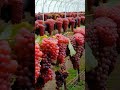 growing grapes 180 fruit grapevine gardening usa garden grape grapegrowing shorts