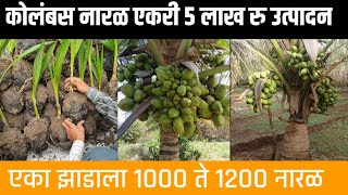 कोलंबस नारळ लागवड एका झाडाला हजार नारळ How to grow Columbus coconut plant #shorts @कृषिराज_krushiraj