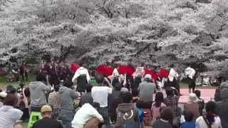 京炎　そでふれ！Tacchi　京都さくらよさこい　府立植物園