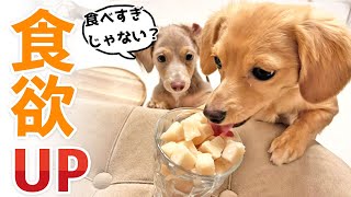 【簡単】食欲のない犬にオススメのササミ氷の作り方！毎日のご飯の食いつきが変わります