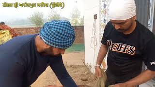 ਲੰਗਰ ਸ਼੍ਰੀ ਆਨੰਦਪੁਰ ਸਾਹਿਬ ਪਿੰਡ ਢੁੱਡੀਕੇ (Part-3)