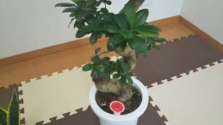 邪気払いをしてくれる観葉植物🌱仕事運、金運、健康運アップ⤴️😁👍玄関内に置いて浄化効果も✨大✨