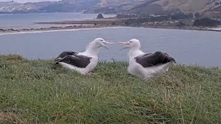 Royal Albatross Chicks Have A Neighborly Dispute In New Zealand | DOC | Cornell Lab