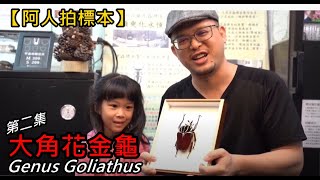 【阿人拍標本】第二集  大角花金龜 Genus Goliathus