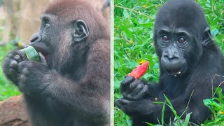 小金剛兄弟Jabali與Ringo吃飯飯🦍👶🏻😋Little gorillas Jabali and Ringo eat yummy food