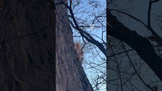 Lapka the Squirrel Gently Takes a Nut from My Hand 🐿️🥜 | Adorable Wildlife Moment