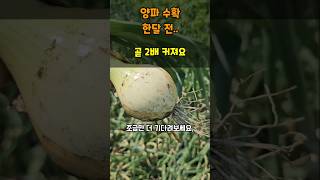 양파수확 한달전 양파가 쓰러지고 곧 2배 커져요 작다고 걱정 말아요 #양파키우기