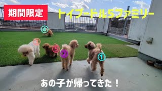 【トイプードルの赤ちゃん】東京で暮らすあの子が帰ってきた🐶期間限定のトイプードル5ファミリー🐾