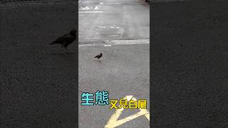 生態 | 又見白尾八哥!!(在大馬路覓食!!) | #shorts #八哥 #starling #alienspecies【禾平世界】