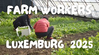 How to Apply for Farm Work in Luxembourg as a Non-EU Worker: Your Complete Guide