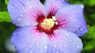 rainbow hibiscus flowers #flowerslover #nature #shortsfeed #national #bloom #colourful #flower