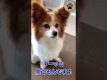 神犬🐶の意外な前世が判明しました👍