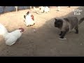 Cat Is An Overprotective Mom To Her Chickens | Kritter Klub