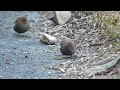 宮ヶ瀬湖 早戸川林道のカヤクグリ　その６２（4k60p動画）