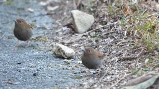 宮ヶ瀬湖 早戸川林道のカヤクグリ　その６２（4K60P動画）