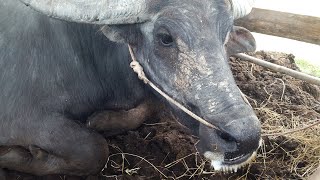 นี่แหล่ะเค้าเรียกควายไทยเคี๊ยวเอื้อง!! ดูชัดๆนะคร้าฟ Amazing buffalo thailand