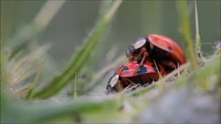 Beautiful Ladybug 2021 | Crazy ChoCha