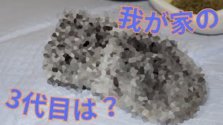 【モルモット】新しい家族の紹介