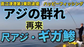 直江津港第3東防波堤、尺アジの群れが再び集結、アジ釣りとプロが教える絶品鯵パスタのレシピ