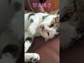 甘え鳴きするモモ様😾今日のモモ様 20240810 ねこがいる生活 ねこの日常 モモ様 ねこ 猫のいる暮らし cat 保護猫