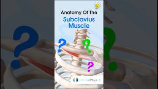 Subclavius Muscle #physiotherapy #physicaltherapy #subclavius #muscleanatomy #anatomy