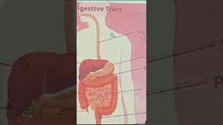 digestive system #anm #digestivehealth #anmclass