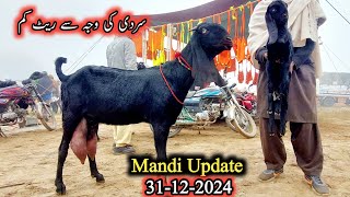 Sahiwal Bakra Mandi Today Latest Update-Milking Goats With Kids \u0026 Breeders 31 December 2024