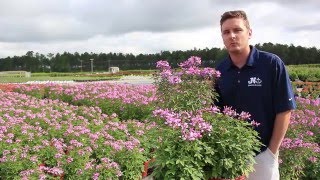 In The Nursery: Proven Winner Cleome