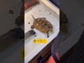 ニホンイシガメのぽん吉にカリカリ餌をあげてみる あきまるぽんず japan turtle ニホンイシガメ ぽんちゃん ぽん吉 亀 爬虫類 イシガメ エサ 亀のいる暮らし カリカリ