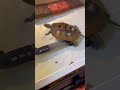 ニホンイシガメのぽん吉にカリカリ餌をあげてみる あきまるぽんず japan turtle ニホンイシガメ ぽんちゃん ぽん吉 亀 爬虫類 イシガメ エサ 亀のいる暮らし カリカリ