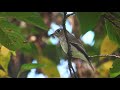 野鳥撮影・ 桜の黄葉と「コサメビタキ」