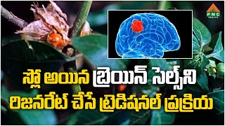 స్లో అయిన బ్రెయిన్ సెల్స్ ని రిజనరేట్ చేసే ట్రెడిషనల్ ప్రక్రియ | PMC Health