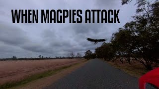 When Magpies attack