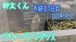 お迎え7日目。【リチャードソンジリスの幹太】