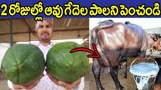 2 రోజుల్లో ఆవు గేదెల పాలు అమాంతంగా పెంచండి | How to increase Cow \u0026 Buffalo Milk Instantly #Farming