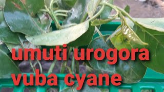 Umuhokoro umuti urogora vuba cyane uburozi ubwo aribwo bwose.